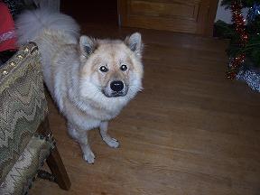 booky acheté chiot abandonné adulte!!