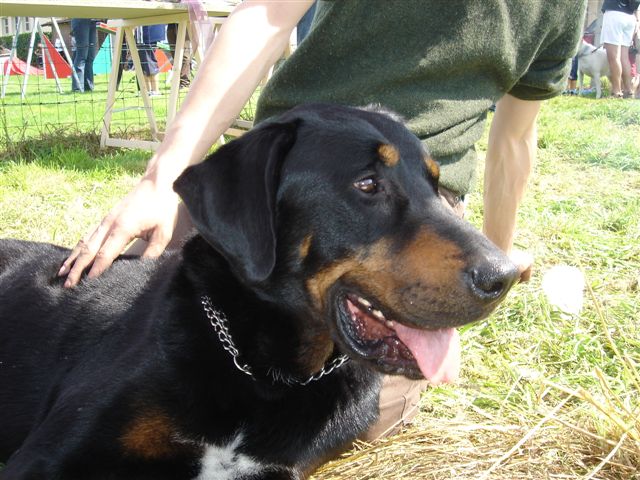 tiano