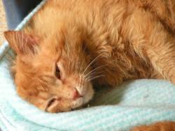 garfield