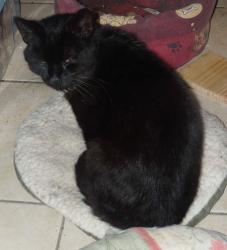 CACHOU