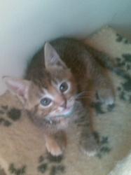 CHATON