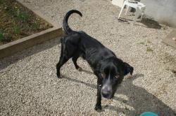 RECHERCHE FA OU ADOPTANT AVANT LE 1ER MAI