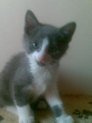 CHATON