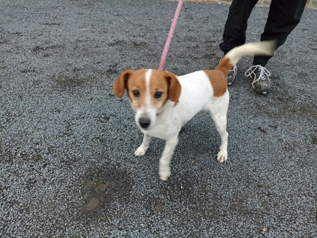 STESSY, croisé fox 3 ans, F
